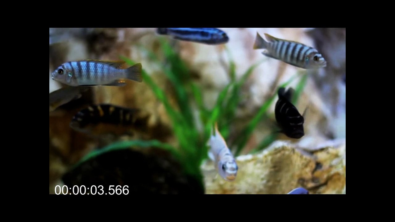 Beautiful Coral Reef Fish, Relaxing Ocean Fish, & Stunning (2)