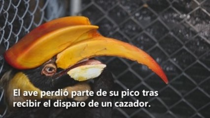 Rescatan a un Cálao hembra, especie en peligro en Tailandia