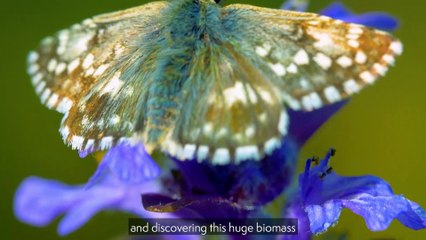 Poignant video reveals ranger’s love of ‘magical’ South Downs landscape