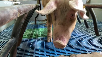 La peste porcina minaccia l'Europa centro-orienale