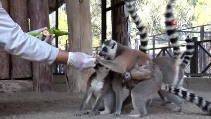 Tarsus Doğa Parkı'nda ikiz lemur mutluluğu