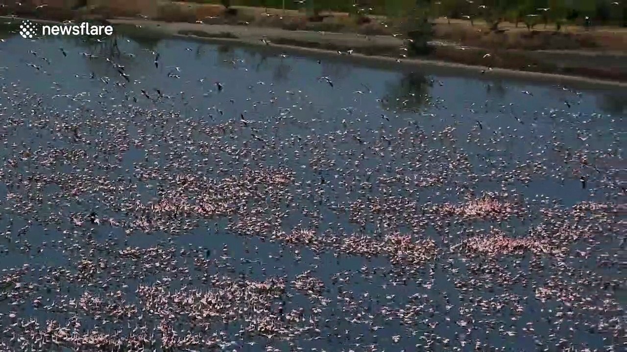 Thousands of flamingos flock to lake in Mumbai as COVID-19 causes cleaner air