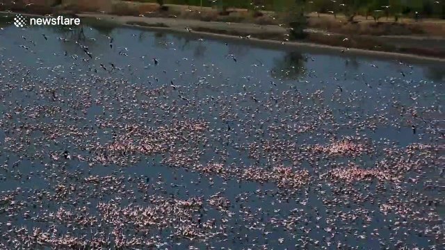 Thousands of flamingos flock to lake in Mumbai as COVID-19 causes cleaner air