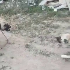 ANADOLU COBAN KOPEKLERi SICAK TEMAS - ANATOLiAN SHEPHERD DOGS VS