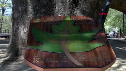 Binlerce turistin ziyaret ettiği 6 asırlık çınar, koronavirüs sebebiyle yalnız kaldı