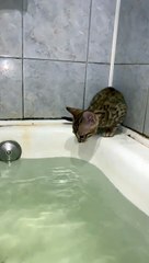 Kitty Rescues Kitten From Bathtub