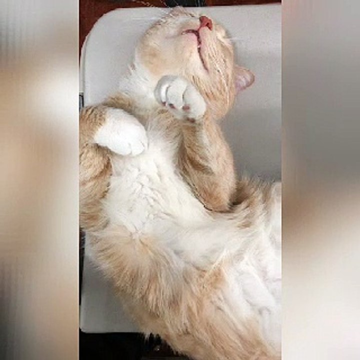 Funny  animal