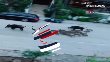 Domuzlar Marmaris sokaklarını ailece gezdi