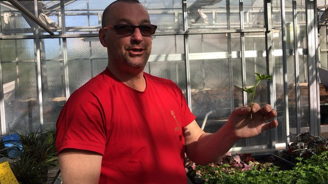 Leçon de bouturage dans les serres municipales
