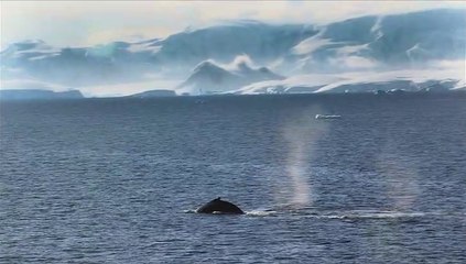 "Sur la route des baleines" Un film de Thierry Gentet - extrait
