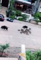 Marmaris sokaklarında yavru domuz sürüsü görenleri şaşırttı