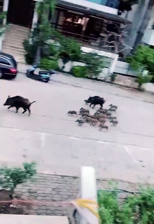 Marmaris sokaklarında yavru domuz sürüsü görenleri şaşırttı