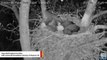 Eagle Nest Camera Captures Standoff Between Bald Eagles And Raccoon Intruder