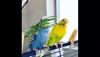 The birds look good and good
