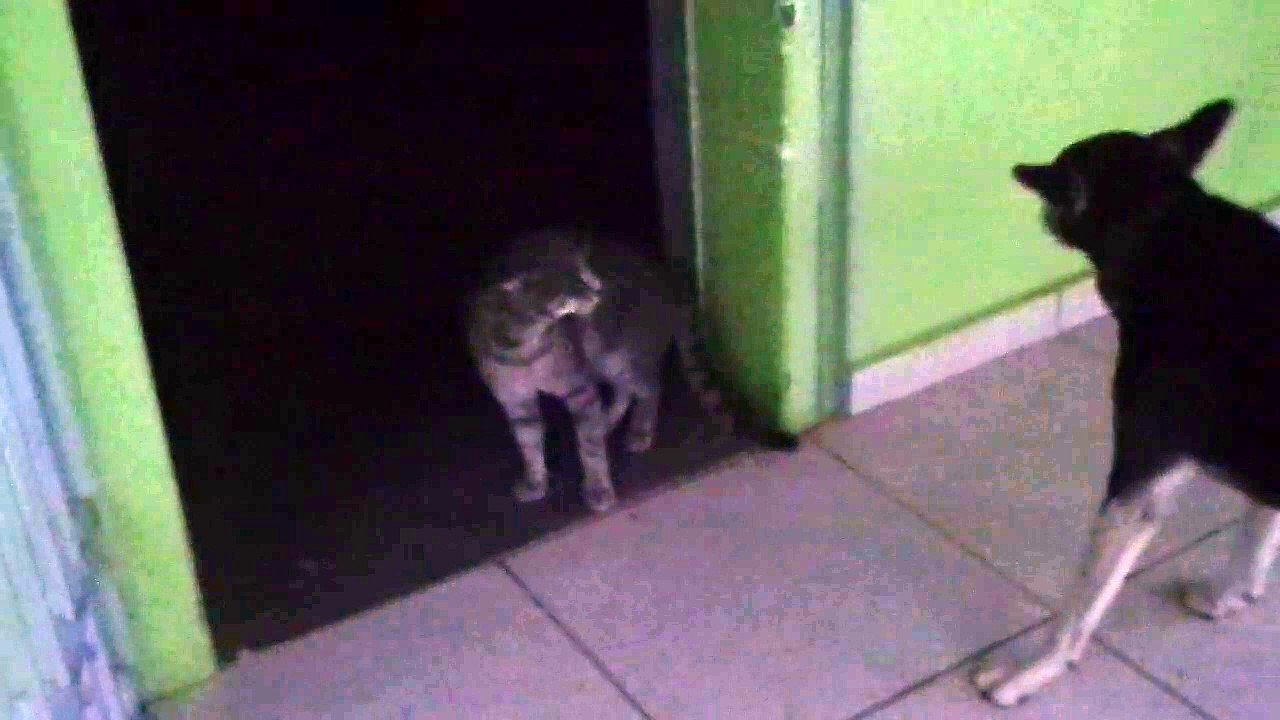 Discussão seria entre gato e cachorro