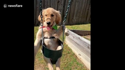 Adorable puppy enjoys a quiet swing in the park