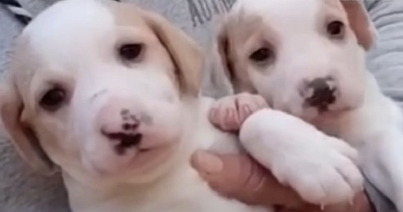 Ce gérant d'un refuge a sauvé une chienne enceinte et deux chiots abandonnés