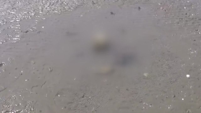 안산 대부도 갯벌에서 백골 시신 발견...국과수 의뢰 / YTN