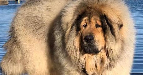 Ce chien à la fourrure abondante ne passe pas inaperçu