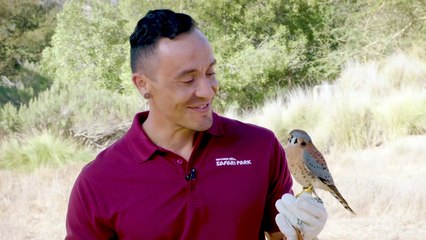 This Little Falcon's Vision is 8 Times Sharper Than the Average Human
