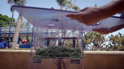 See the Giraffe's Exceptionally Long Tongue in Action