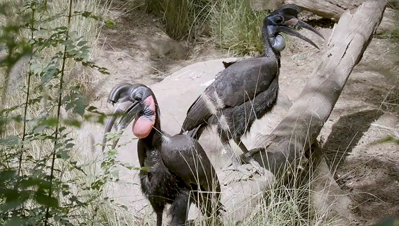 This Bizarre-Looking Bird Has Modified Feathers for Eyelashes