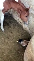 Fresh Chicken Nugget