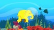 Learn colors Vlog Adventures in the sea Baby elephant shark octopus whale dolphins sea turtle Number Color Play