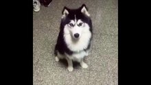 Funny Animals & Pets compilation
