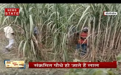 पीलीभीत के किसानों के सामने आई बड़ी मुसीबत,  हजारों एकड़ गन्ने की फसल में लगा 'कैंसर'