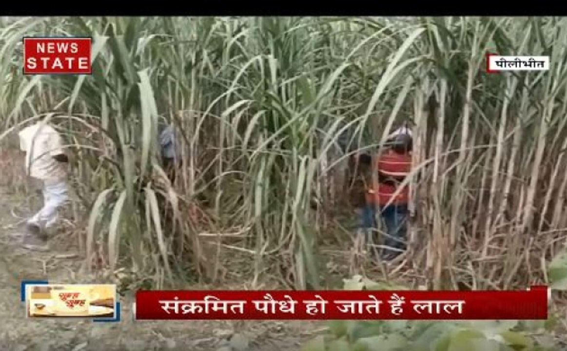 पीलीभीत के किसानों के सामने आई बड़ी मुसीबत,  हजारों एकड़ गन्ने की फसल में लगा 'कैंसर'