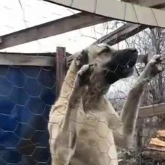 KAFESTE BiR ASLAN SiVAS KANGAL KOPEGi -ANGRY KANGAL SHEPHERD DOG