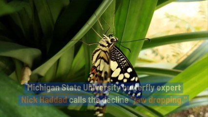 Global Insect Numbers Have Dropped 27 Percent Over 3 Decades, Study Finds