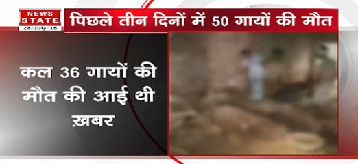 दिल्लीः गौशाला में 50 गायें पाई गई मृत, जांच जारी