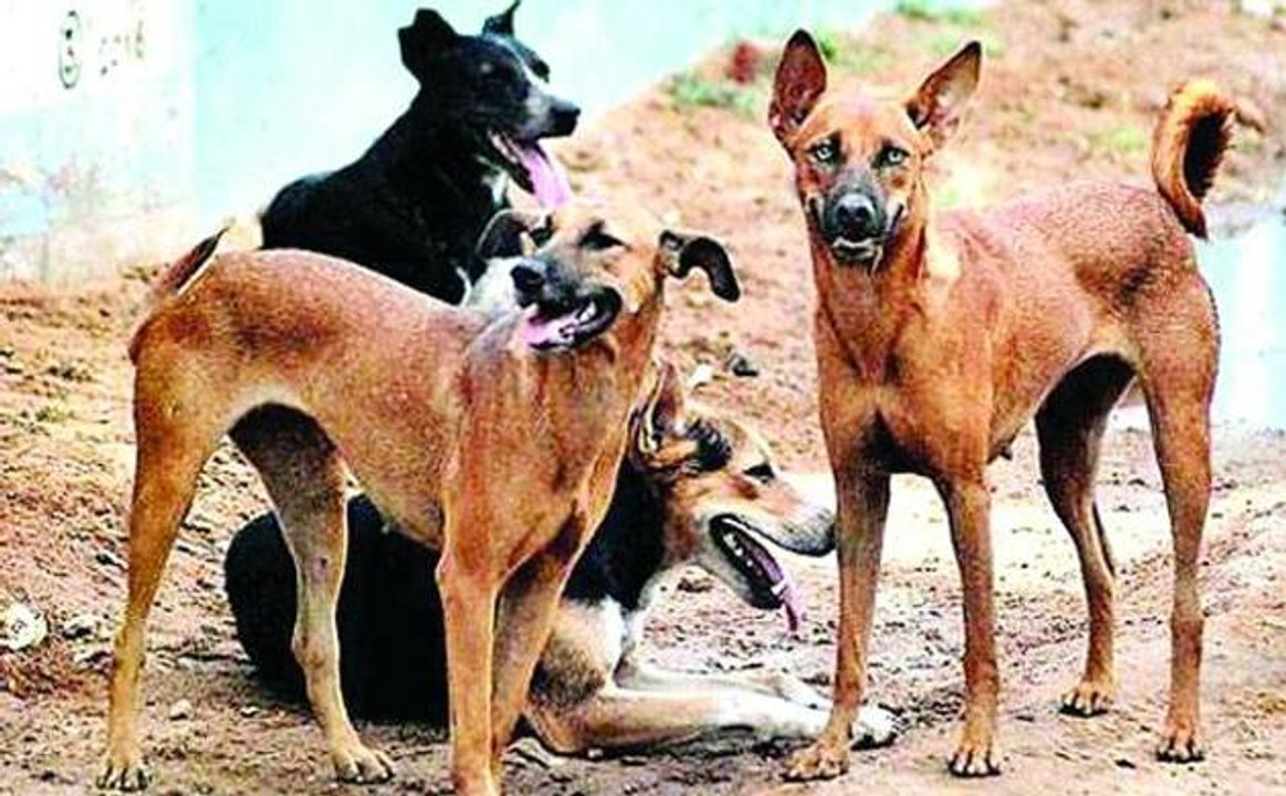 सबसे बड़ा मुद्दा: सावधान! बढ़ रहा है आवारा कुत्तों का आतंक