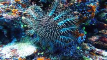 10 Amazing Sea Creatures You've Never Seen Before