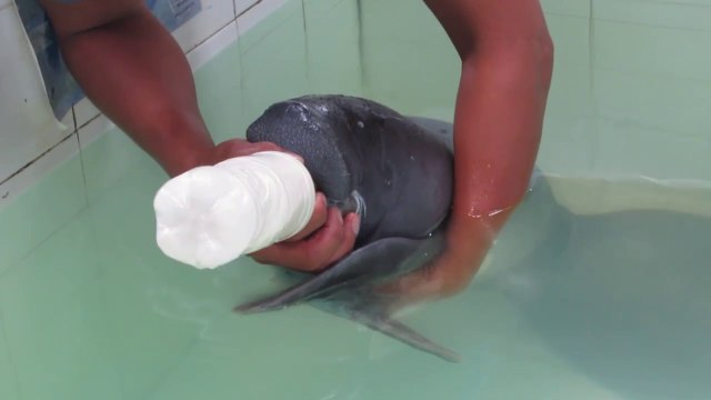 Il nourrit au biberon ce bébé lamantin : adorable