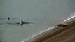 Des orques viennent chasser un lion de mer jusque sur la plage