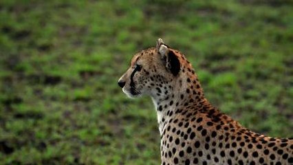 A Day in the African Bush