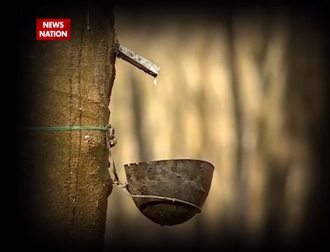 त्रिपुरा चुनाव से पहले देखें मेघालय में रबड़ की खेती के आयाम