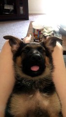 Adorable German Shepherd Puppy Snoozing