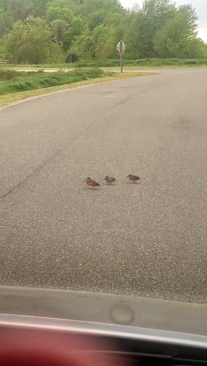 Birds Dance While Crossing the Street