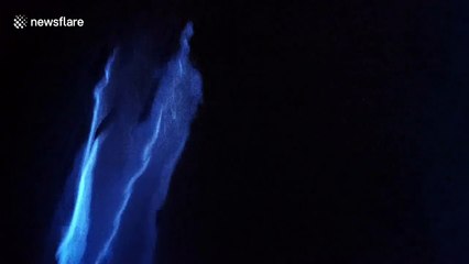 Stunning clip shows dolphins GLOW as they glide through California bioluminescence