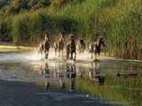 SHH! 6 secrets about Salt River Wild Horses - ABC15 Digital