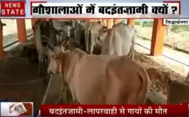 Uttar pradesh: गौशाला के नाम पर हो रही है पैसों की बंदरबांट, देखें कैसे सरकार को ठग रहे हैं लोग