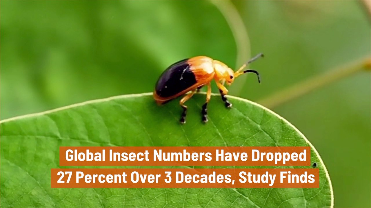 Insects Are On The Decline