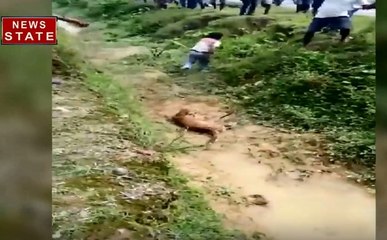 Viral Video: घायल तेंदुए की खींच रहा था तस्‍वीर, तभी मारा ऐसा झपट्टा कि..