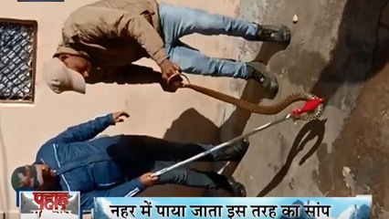 Uttarakhand: हरिद्वार के सुभाष नगर के एक घर में निकला सांप, वन विभाग की टीम ने पकड़ा