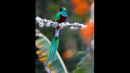 hot birds or beautiful birds