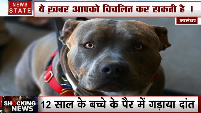 Punjab: जालंधर में Pitbull कुत्ते ने बच्चे के पैर में गड़ाया जबड़ा, 10 मिनट तक 8 लोगों ने पीटा, बच्चे ने खुद छुड़ाया